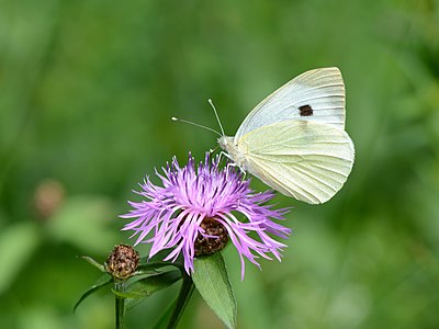 Pieris brassicae auf Centaurea jacea 01