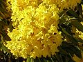 Tabebuia chrysantha