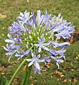 * Nomination African lily (Agapanthus africanus). Prenn 07:44, 2 March 2013 (UTC) * Promotion Good quality. --Poco a poco 13:34, 2 March 2013 (UTC)