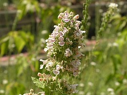 Illatos macskamenta (Nepeta cataria) virágai (Ottawa, Kanada)