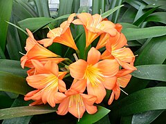 Description de l'image Clivia miniata1.jpg.