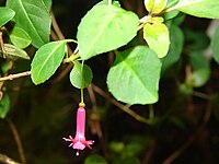 Fuchsia thymifolia