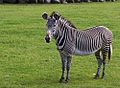 A zebra de Grevy estió un d'os primers linaches que s'alpartoron d'o chenero Equus.