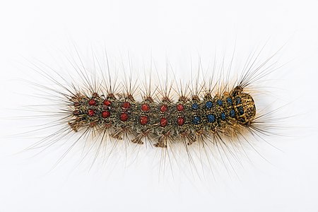 Lymantria dispar (Gypsy Moth), caterpillar