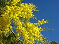 Image 34Yellow mimosa is the symbol of IWD in Italy as well as in Russia, Ukraine and many other ex-Soviet Union republics (from International Women's Day)