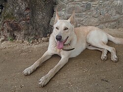 Chien de grange à foin.