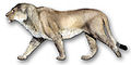 Panthera leo atrox