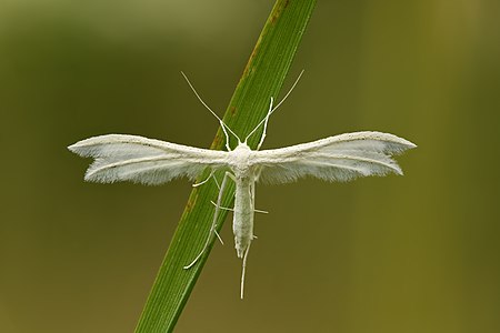 Pterophorus pentadactyla - Keila