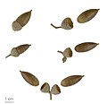 * Nomination seeds of Holm Oak - glands de Chêne vert, Yeuse --Ercé 10:09, 5 March 2013 (UTC) * Promotion Good quality. --JLPC 19:06, 9 March 2013 (UTC)