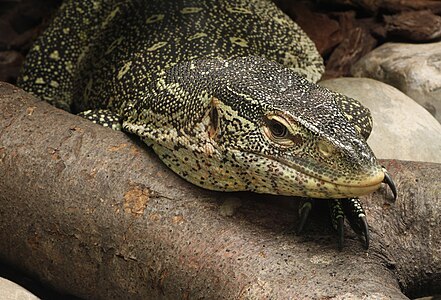 Varanus ornatus (Ornate Monitor)