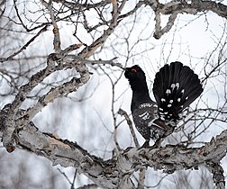 Tétras à bec noir (Tetrao urogalloides)