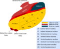 Sličica za različico z datumom 10:40, 29. junij 2009