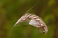 Unidentified webbing. Probably either a spider housing or a butterfly cocoon.