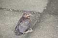 Amsel 14 Tage alt     blackbird 14 days old