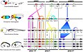 Image 32Homologous Hox genes in such different animals as insects and vertebrates control embryonic development and hence the form of adult bodies. These genes have been highly conserved through hundreds of millions of years of evolution. (from Evolutionary developmental biology)