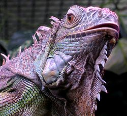 Iguaani (Iguana iguana)