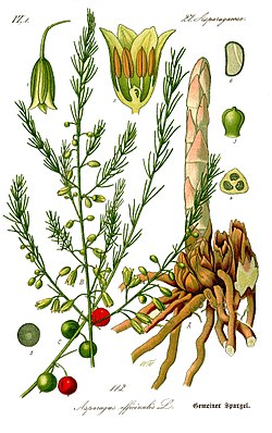 Asparagus officinalis (ilustração).