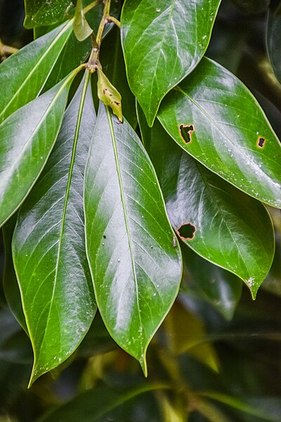 File:Lithocarpus edulis in Hackfalls Arboretum (5).jpg