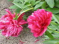 Paeonia × festiva 'Rubra Plena'