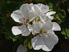 4.4.11 Pelargonium