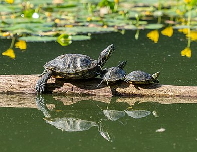 Pond sliders in Prospect Park (03861)