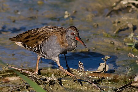 Yelvegiller (Rallidae) familyasından bir kuş türü olan su kılavuzu (Rallus aquaticus); Ariège, Fransa. (Üreten:Pierre Dalous)