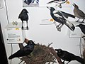 Australian Corvid Bird specimens in the Australian Museum