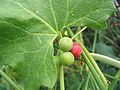 Fruits ronds vert-clair ou rouge