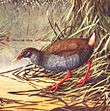 Zapata rail illustrated by Allan Brooks