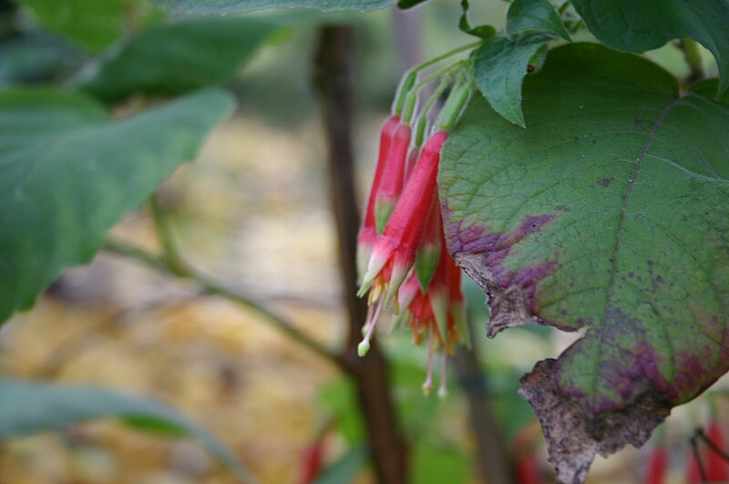 File:Fuchsia campii.jpg