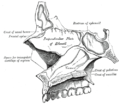 Parede medial da fossa nasal esquerda.