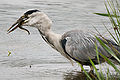 Image 26The European eel being critically endangered impacts other animals such as this Grey Heron that also eats eels. (from Marine conservation)