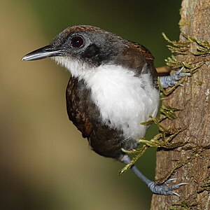 İki renkli karıncakuşu (Gymnopithys leucaspis) (Üreten: Mdf)