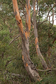 Description de l'image Eucalyptus punctatatrunk.jpg.