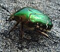 Ordnung:Käfer Familie:Rosenkäfer Art:Cetonia aurata Geschlecht:Fehlt noch