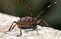 Monochamus galloprovincialis (Olivier, 1795) ♀