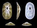 * Nomination Shell of a Say's Keyhole Limpet, Diodora sayi --Llez 06:04, 1 March 2013 (UTC) * Promotion Good quality. --Ercé 06:54, 1 March 2013 (UTC)