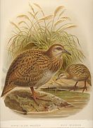 John Gerrard Keulemans, 1888