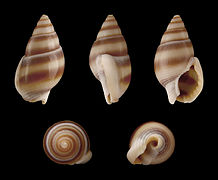 Nassarius reeveanus, Nassariidae