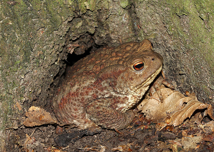 Bangkong korodok (Bufo bufo).