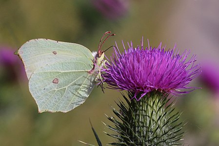 ♀ Gonepteryx rhamni (Common brimstone)