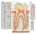 Section of human tooth