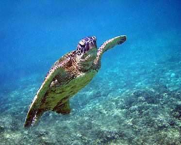 Chelonia mydas (Green Sea Turtle)