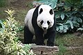 giant panda