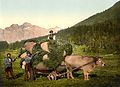 Ochse mit Nackenjoch im Engadin um 1900