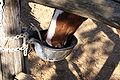 Drinking from automatic trough.