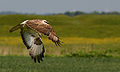 Common Buzzard (Buteo buteo)