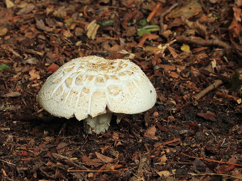 File:Paddenstoel mushroom.JPG