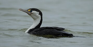 Pied Shag Fishermans Point.jpg