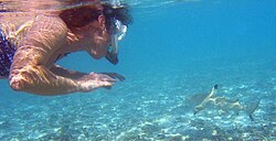 Photo of snorkeler with shark in shallow water.